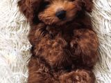 Toy Poodle Yavrularımız
