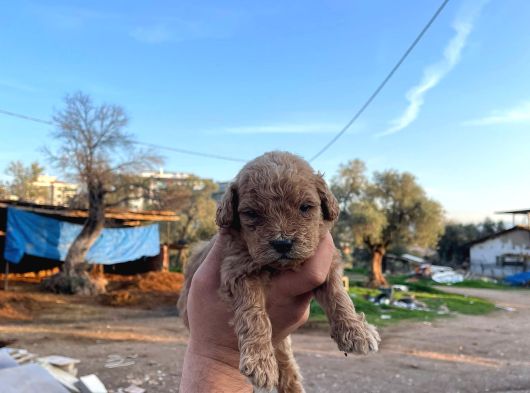 3Kg Garanti̇li̇ Koyu Renk Malti̇po  Bebekler görsel