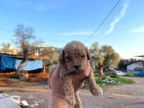 3Kg Garanti̇li̇ Koyu Renk Malti̇po  Bebekler