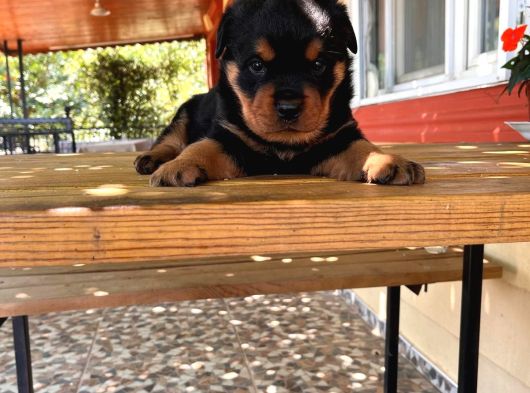 Koca Kafa Rot Bebekler