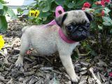 Pug Yavrularımız