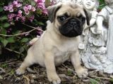 Pug Yavrularımız