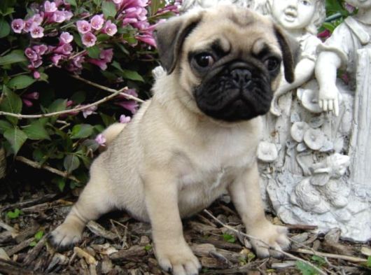 Pug Yavrularımız görsel