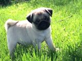Pug Yavrularımız