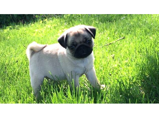 Pug Yavrularımız görsel