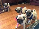 Pug Yavrularımız
