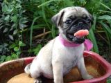 Pug yavrularımız