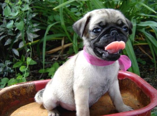 Pug Yavrularımız