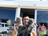 Kedi̇ci̇den Renk Renk Scottish Fold Yavrulari Ankara Mağazmzda