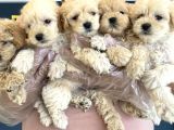 Gerçek Malti̇poo Yavrularimizi Magazamizda Canli Görün Ank