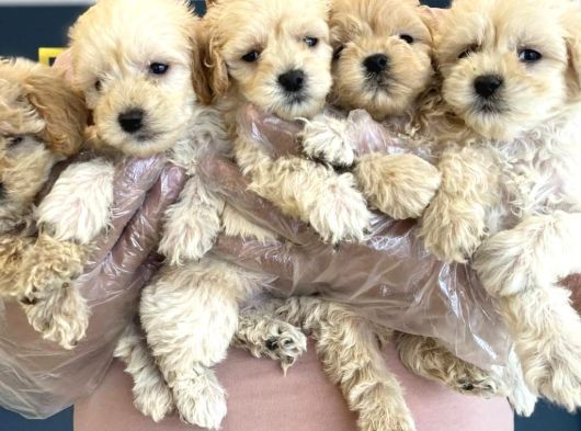 Gerçek Malti̇poo Yavrularimizi Magazamizda Canli Görün Ank görsel