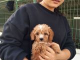 Tatlı Toy Poodle Bebeğımız