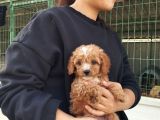 Tatlı Toy Poodle Bebeğımız
