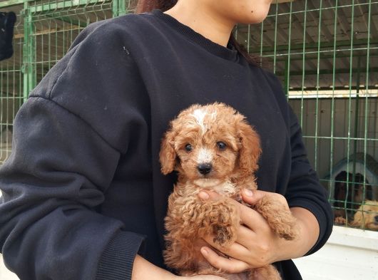 Tatlı Toy Poodle Bebeğımız görsel