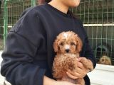 Tatlı Toy Poodle Bebeğımız