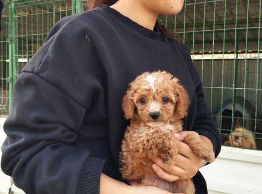 Tatlı Toy Poodle Bebeğımız görsel
