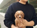 Tatlı Toy Poodle Bebeğımız