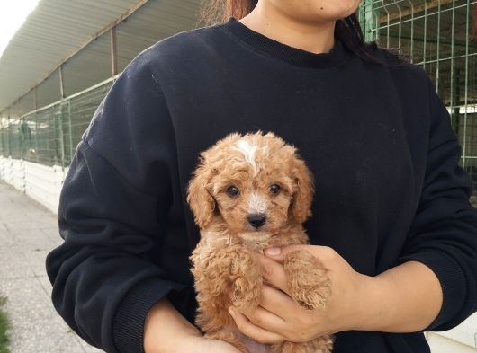 Tatlı Toy Poodle Bebeğımız görsel