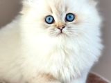 İpeksi tüylü Silver British Longhair