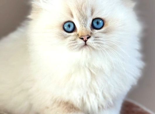 İpeksi tüylü Silver British Longhair