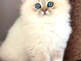 İpeksi Tüylü Silver British Longhair