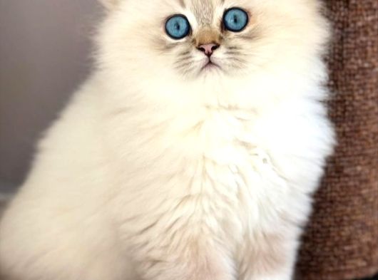 İpeksi Tüylü Silver British Longhair görsel