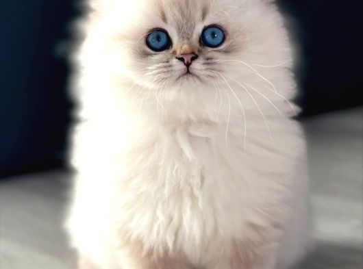 İpeksi Tüylü Silver British Longhair görsel