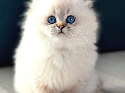 İpeksi Tüylü Silver British Longhair görsel