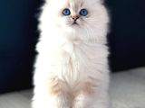 İpeksi Tüylü Silver British Longhair