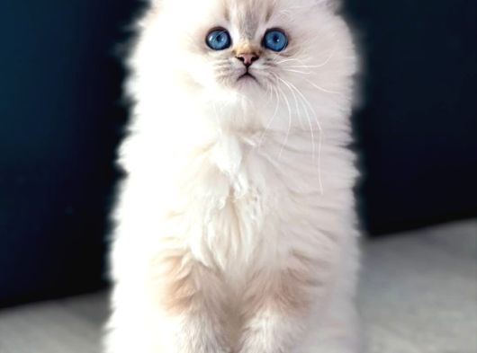 İpeksi Tüylü Silver British Longhair görsel
