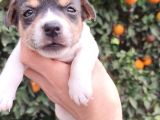 Jack russell terrıer yavrularımız