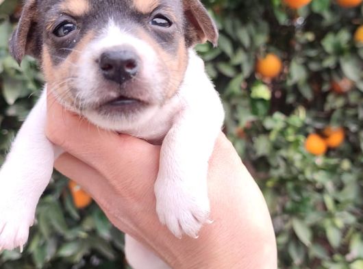 Jack Russell Terrıer Yavrularımız