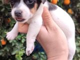 Jack Russell Terrıer Yavrularımız