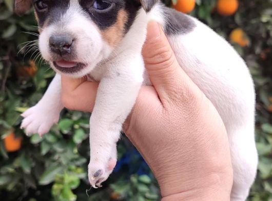 Jack Russell Terrıer Yavrularımız görsel