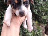 Jack Russell Terrıer Yavrularımız