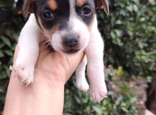 Jack Russell Terrıer Yavrularımız görsel