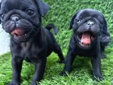 PUG MOPS HARİKA ANATOMİ SİYAH VE CREM