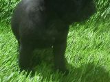 Pug Mops Hari̇ka Anatomi̇ Si̇yah Ve Crem