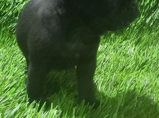 Pug Mops Hari̇ka Anatomi̇ Si̇yah Ve Crem görsel