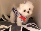 Teacup Korean Maltese Bebekler