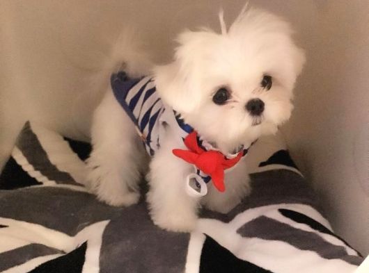 Teacup Korean Maltese Bebekler görsel