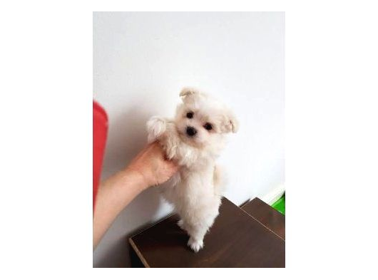 Mini Boy Maltese Bebeklerimiz görsel