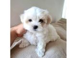 Mini Boy Maltese Bebeklerimiz