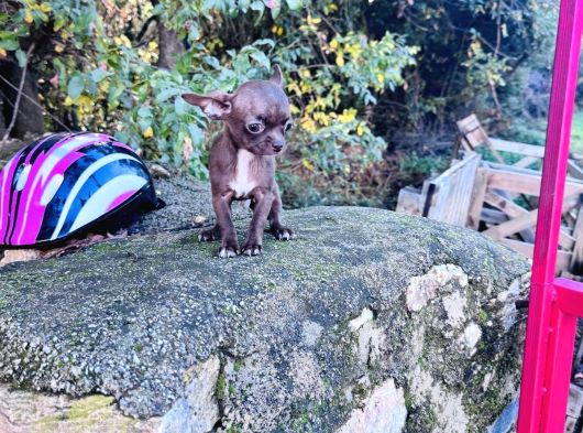 Teacup Kg Garantili Chocolate Chihuhahua görsel