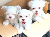 Teacup Korean Maltese Bebekler