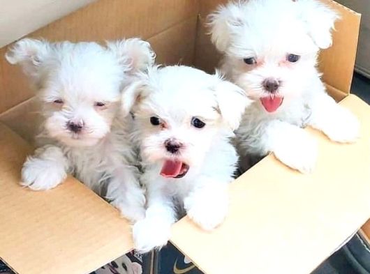 Teacup Korean Maltese Bebekler görsel