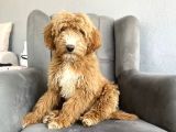 Gerçek Doodle Bebeği̇mi̇z Gi̇ant Aşili Garanti̇li̇