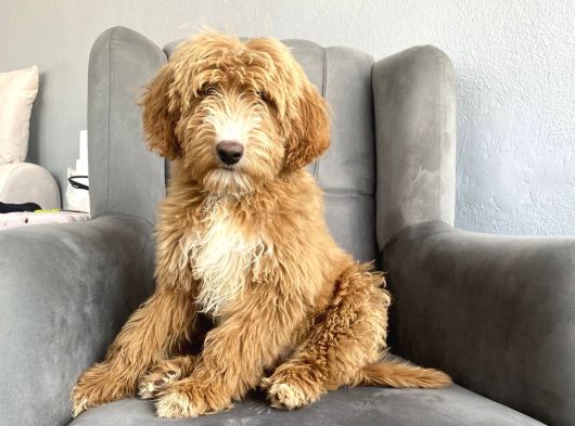 Gerçek Doodle Bebeği̇mi̇z Gi̇ant Aşili Garanti̇li̇ görsel
