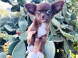 Teacup Kg Garantili Chocolate Chihuhahua