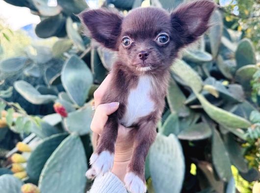 Teacup Kg Garantili Chocolate Chihuhahua görsel